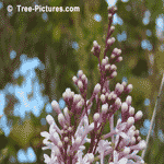 lilac tree
