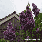 cherry tree