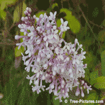 Lilac Bloom