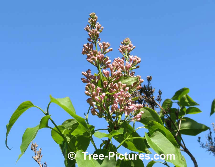 Lilac: Pink Lilac Tree Getting Ready To Flower
