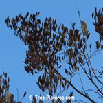 Lilac Seeds Used to Propagate Lilacs | Tree-Lilac-Seeds @ Tree-Pictures.com