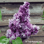 lilac tree