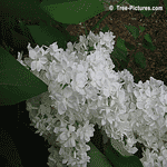 lilac tree