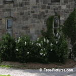 Lilac Trees, Bushes, Shrubs; White Blooms of Fragrant Lilac Tree | Tree-Lilac-Blooms @ Tree-Pictures.com