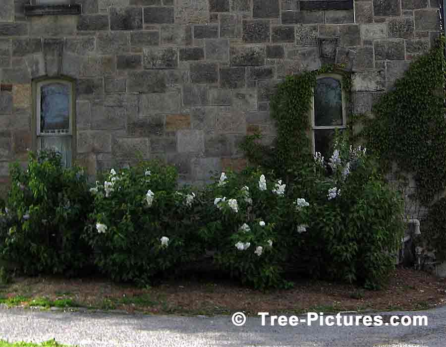 Lilac Trees, Bushes, Shrubs; White Blooms of Fragrant Lilac Tree | Lilac Trees at Tree-Pictures.com