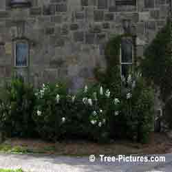 Lilac Trees, Bushes, Shrubs; Purple Blooms of Fragrant Lilac Tree | Bush:Lilac+Bloom+Purple at Tree-Pictures.com
