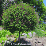 Lilac Trees, Ornamental Lilac Tree in Bloom | Tree-Lilac-Blooms @ Tree-Pictures.com