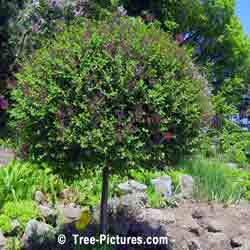 Lilac Trees, Bushes, Shrubs; Purple Blooms of Fragrant Lilac Tree | Bush:Lilac+Bloom+Purple at Tree-Pictures.com
