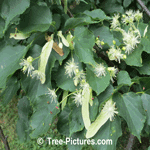 Linden Flower: Flowers of Linden Tree