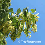 Linden Tree Blossom | Tree-Linden-Blossom @ Tree-Pictures.com