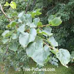 Linden Tree: Mature Linden Trees Picture