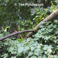Linden Tree; Picture of Linden Tree's Leaves, Branch, New Leaf Growth