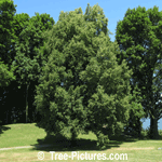 linden tree picture