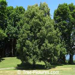 Linden Tree: Picture of Linden Tree in Flower