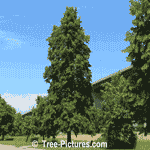 Linden Tree Picture: Photos of Linden Trees