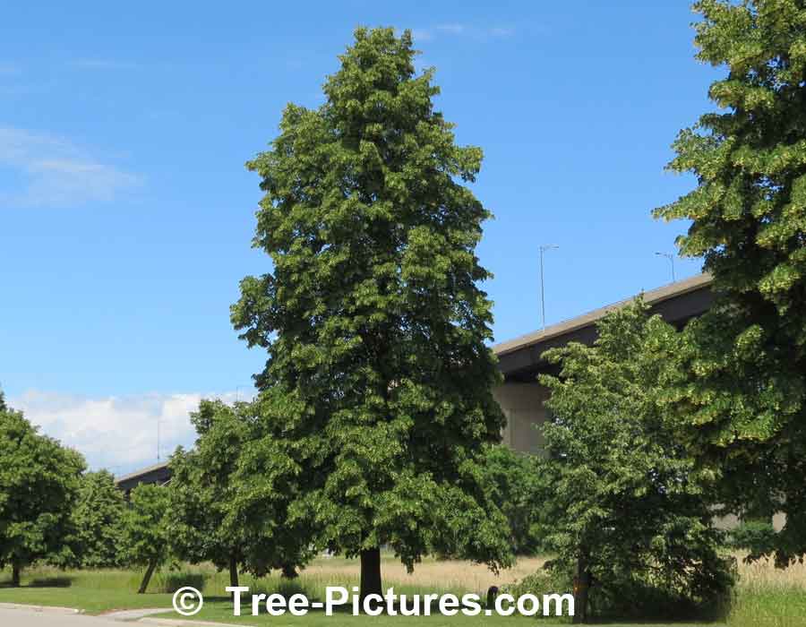 Linden Tree Picture | Linden Trees at Tree-Pictures.com