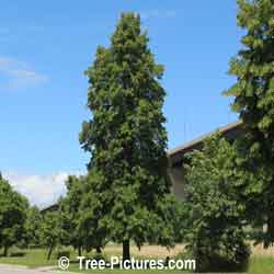 Linden Tree: Mature Linden Trees Picture