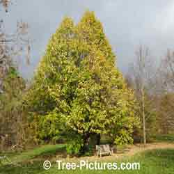 Linden Tree: Fall Pictures of Silver Linden Tree Type