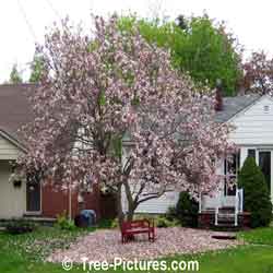 Magnolia Tree: Picturesque Magnolia Tree with its Carpet of Magnolia Petals