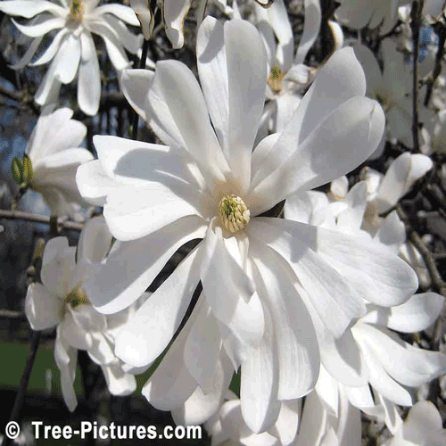 Star Magnolia Flowers