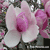 Magnolia Tree: Tulip Magnolia Blossoms | Tree:Magnolia+Tulip+Blossoms at Tree-Pictures.com