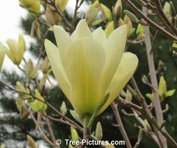 Elizabeth Magnolia Flower
