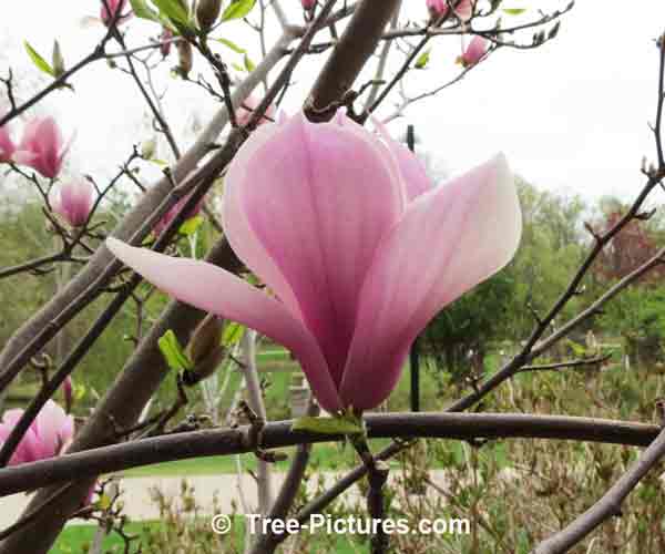 Elizabeth Magnolia Buds Photo