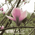 Magnolias, Different Types of Magnolia Flowers