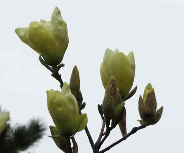 Elizabeth Magnolia Buds Photo