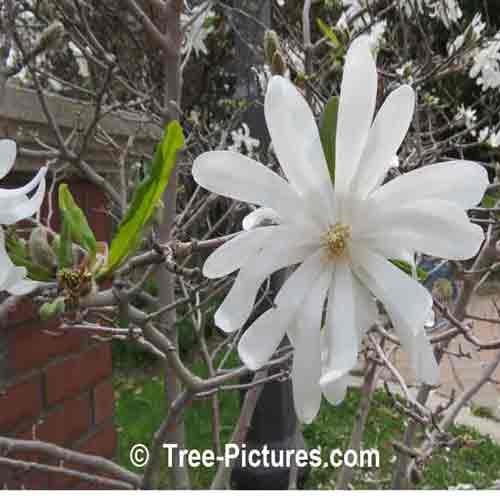 Star Magnolia Flower