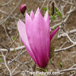 Magnolia Flowers: Magnolia Betty Blossom Picture