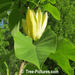 Magnolia Tree with Blossom