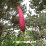 Magnolia Tree Flower: Spectrum Magnolia's Blossom Picture
