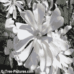 Magnolia Flower: Star Magnolia Tree