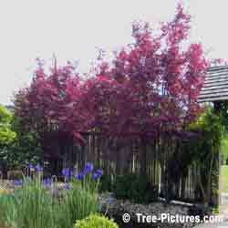 Maple Trees, Ornamental Japanese Maple Trees in Japanese Garden at Guelph Arboretum | Maple Trees @ Tree-Pictures.com