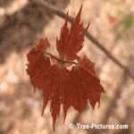 The Maple Tree LEAF