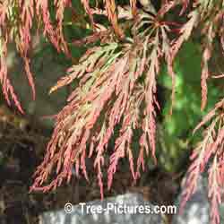 Japanese Maple Fernleaf Variety | Maple Trees @ Tree-Pictures.com