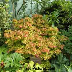 Pygmy Japanese Maple | Maple Trees @ Tree-Pictures.com