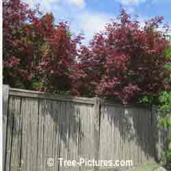 Bloodred Japanese Maples in the Japanese Zen Garden Guelph Arboretum | Maple Trees at Tree-Pictures.com
