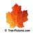 Maples: Red Orange Maple Tree Leaf | Tree:Maple+Leaf at Tree-Pictures.com