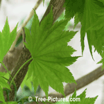 Maple: Golden FullMoon Maple Tree Leaf