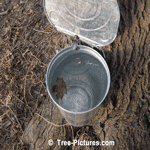 Full Bucket of Maple Tree Sap which is Boiled into Syrup