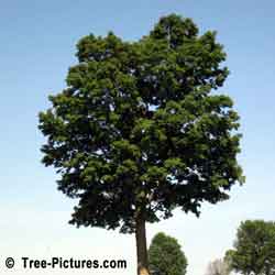 Sugar Maple Tree, Large Maple Tree planted at Remmington Golf Course, 12-16 metres high(50') planted about 40-50 years ago, Toronto, Ontario, Canada | Maple Trees at Tree-Pictures.com