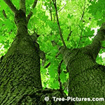 Maple Tree Pictures: Maple Tree Bark and Leaves
