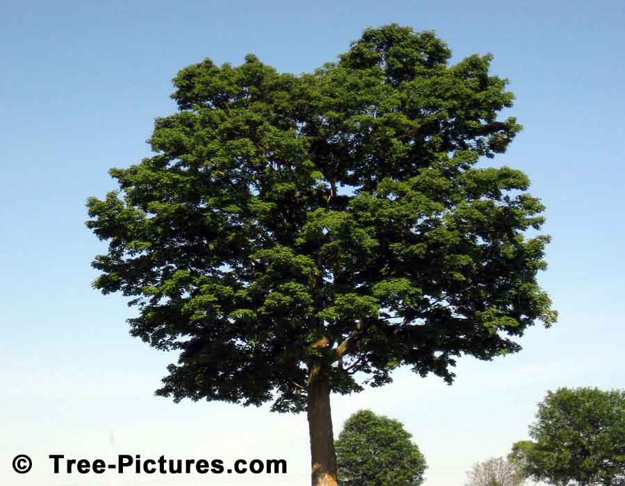 Maple Trees, Sugar Maple Tree Located on a Golf Course, Sugar Maple variety produces Maple Syrup | Maple Trees at Tree-Pictures.com