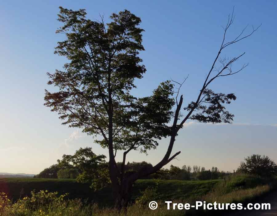 Maple Trees, Red Maple Tree Leaf Photo, Sugar Maple variety produces Maple Syrup | Maple Trees at Tree-Pictures.com