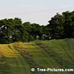 Background of Maple Trees at Edge of Farmer's Field | Maple Trees at Tree-Pictures.com
