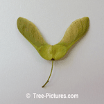 Maple Seed: New Maples Are Produced From Seeds Picture