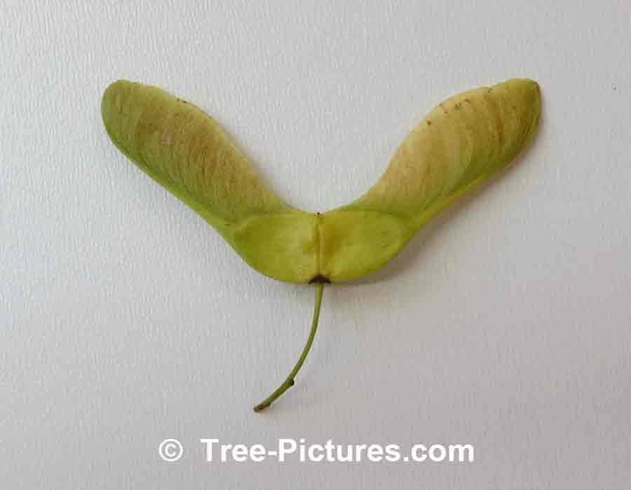Maple Seed: New Maples Are Produced From Seeds | Maple Trees at Tree-Pictures.com