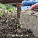 Maple Tree: New Maples Start Picture